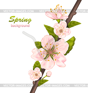 Spring Background with Cherry Blossom - vector image