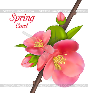 Branch with Buds of Japanese Quince (Chaenomeles - vector clipart