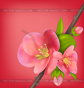 Branch with Buds of Japanese Quince (Chaenomeles - vector clip art