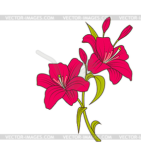 Linear Colored Sketch of Beautiful Lily Flowers - vector image