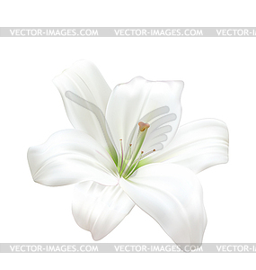 Фото-реалистичные Красивые белые лилии - векторный клипарт / векторное изображение
