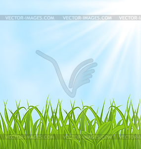 Spring background with green grass - vector image