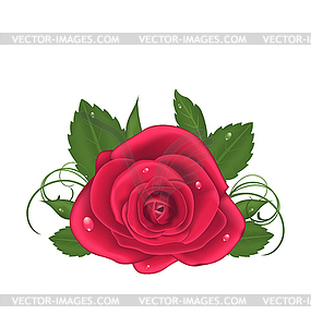 Beautiful rose - stock vector clipart