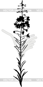 Willow-herb flower - vector clip art