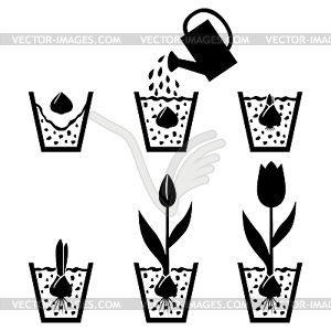 Growth cycle tulip in pot - royalty-free vector clipart