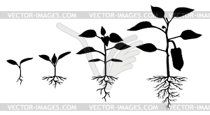 Set of silhouettes of peppers plants - vector clipart