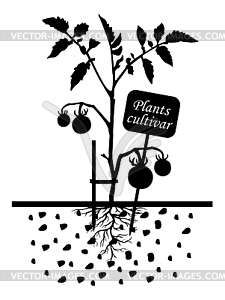 Растения томатов с этикеткой сорта - векторный клипарт