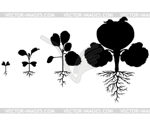 Set of silhouettes of cabbages plants - white & black vector clipart