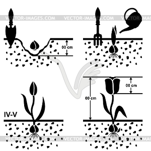 Схема растущие тюльпаны - изображение векторного клипарта