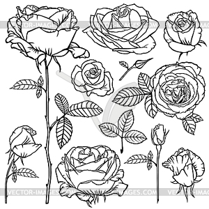 Контур прекрасные розы цветок набор - векторный клипарт EPS
