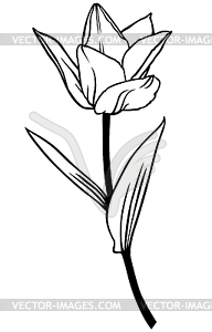 Contour beautiful tulip flower - vector clipart