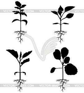 Set of silhouettes of sprouts - vector clip art