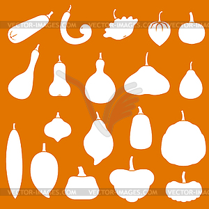 Squashes set on orange background - vector clipart