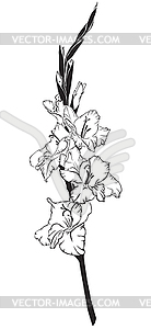 Gladiolus - royalty-free vector clipart