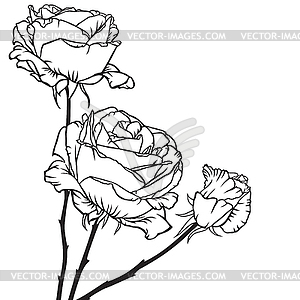 Bouquet of roses - vector image