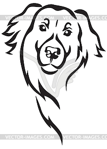 Newfoundland dog head - vector clipart