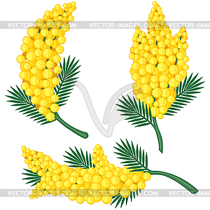 Branches of mimosa - vector image