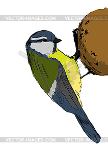 Sketch tit bird - color vector clipart