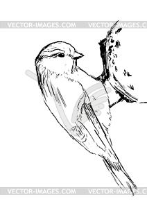 Sketch tit bird - vector clip art