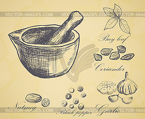 Set of organic spices - vector clipart