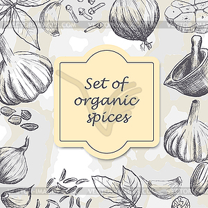 Set of organic spices - vector image