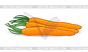 Freshness carrots - vector image