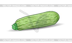 Green squash - vector clip art