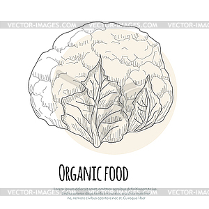 Cauliflower - vector clip art
