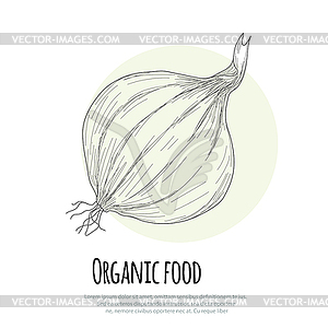 Onion - vector clipart