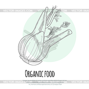 Fennel - vector clipart