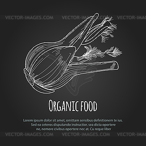 Fennel - vector image
