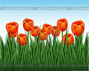 Orange tulips - vector clipart
