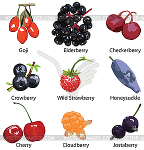 Set of different berries on a white background - vector clip art