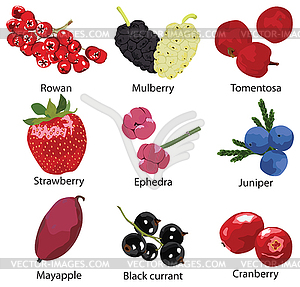 Набор различных ягод - векторизованный клипарт