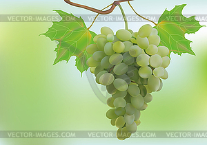  Autumn, grapes, postcard. - vector clipart / vector image