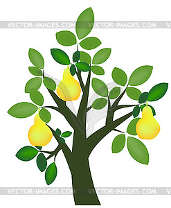 Pear tree - vector image