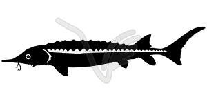 Silhouette of sturgeon - vector image