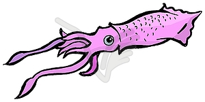 Squid - vector image