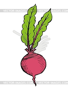 Red beet - vector clip art