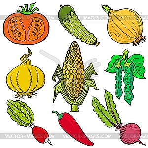 Set of vegetables - vector image