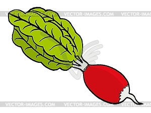 Radish - vector image