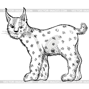 Lynx - vector image