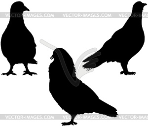 Set of doves - vector clipart