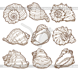 Hand drawing seashell set - vector clipart