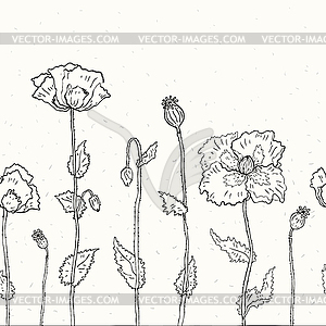 Floral background. Poppies - vector image