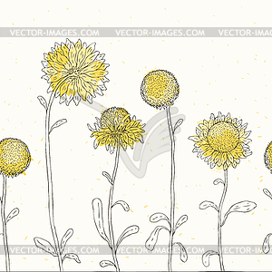 Sunflower. Floral background - vector image