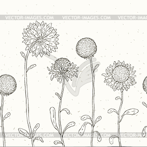 Sunflower. Floral background - vector image