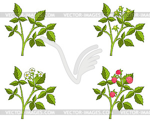 Raspberry growth phases - vector clip art