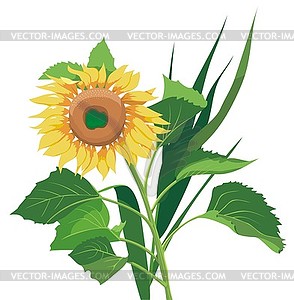 Sunflower - vector image