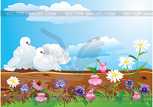 Couple of white pigeons with beautiful summer wild - vector image